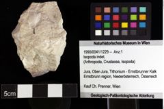 Foto (Objket + Etiketten) von Isopoda indet. 